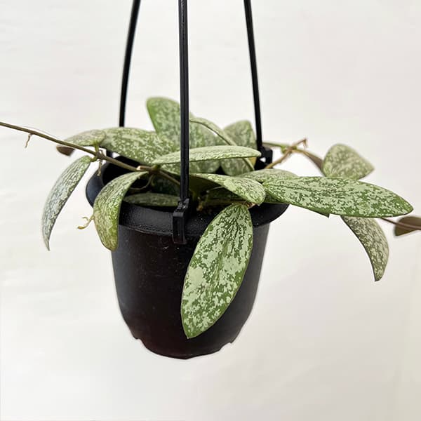 園芸ネット本店｜ホヤ：シギラティスシルバー 3号吊り鉢 の通販【公式】