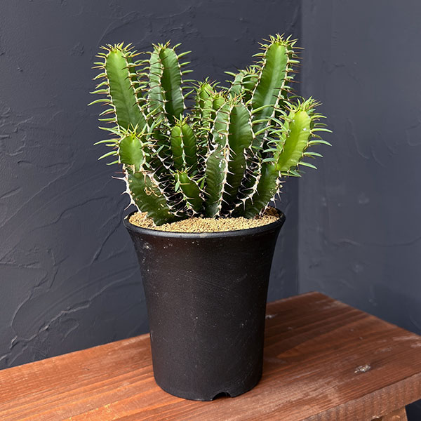 園芸ネット本店｜ユーフォルビア：ムランジーナ 4号鉢植え の通販【公式】