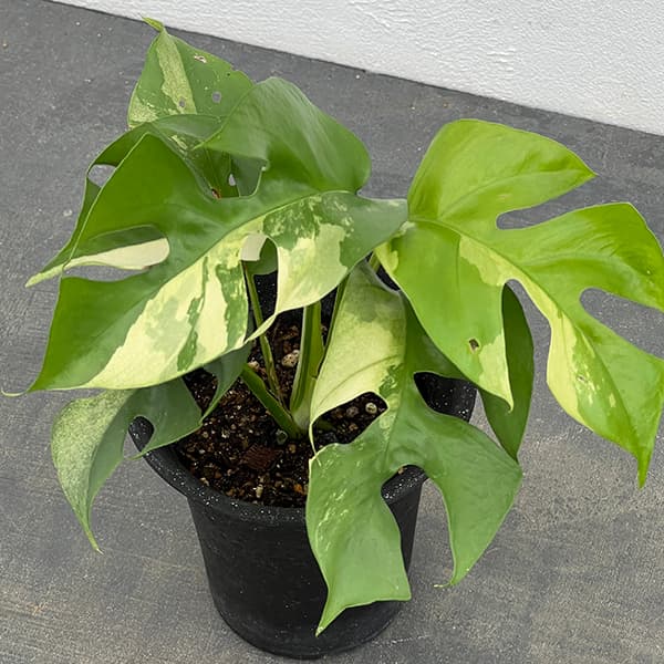 園芸ネット本店｜ラフィドフォラ：テトラスペルマ（斑入り） 3号ポット