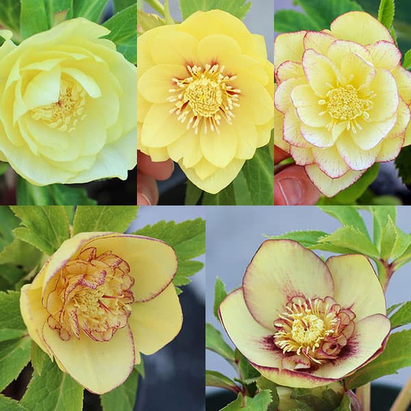 園芸ネット本店｜クリスマスローズ：オーレア交配ダブルセミミックス3