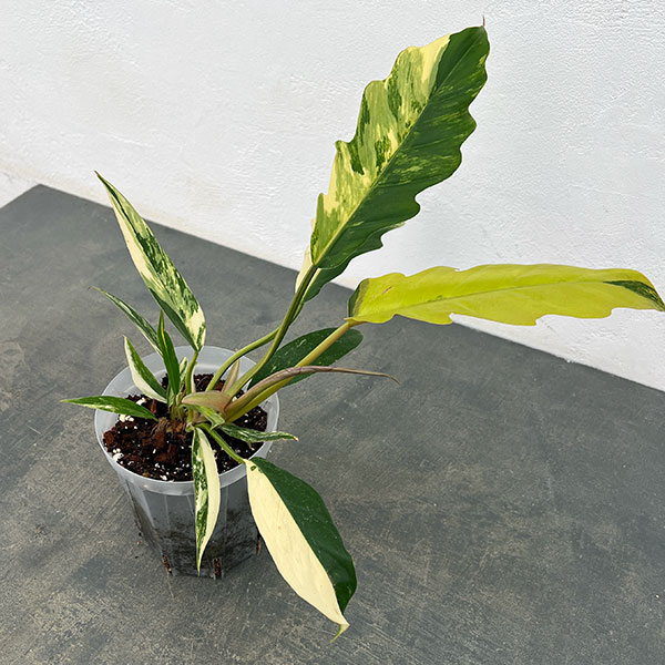 園芸ネット本店｜フィロデンドロン：キャラメルマーブル 斑入り 4号