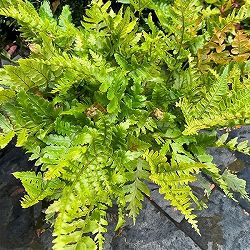 園芸ネット本店｜ドリナリア：リキドラホワイティ 3.5号鉢植え の通販