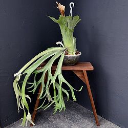 園芸ネット本店｜[送料無料]（わけあり特価）ビカクシダ（コウモリラン