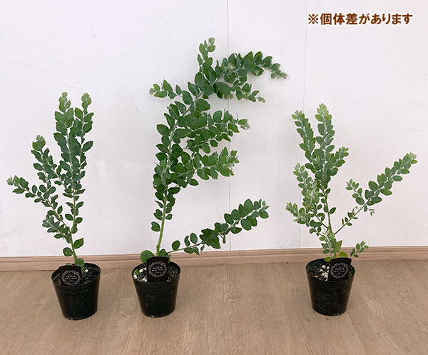 園芸ネット本店｜アカシア：パールアカシア6号鉢植え の通販【公式】