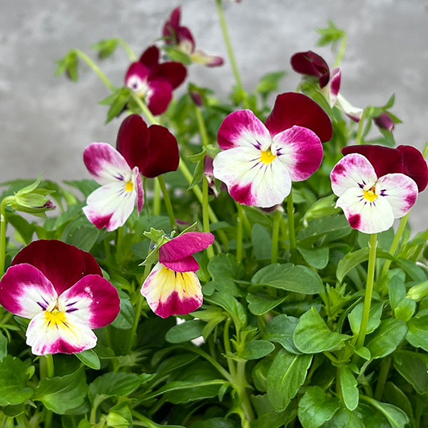 園芸ネット本店｜見元園芸さんのビオラ：春ラララ3-3.5号ポット 6株