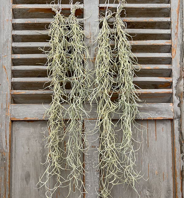 園芸ネット本店｜チランジア：ウスネオイデス（スパニッシュモス）5束