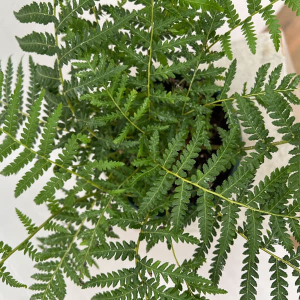 園芸ネット本店｜ディクソニア：アンタルクティカ 5号鉢植え の通販