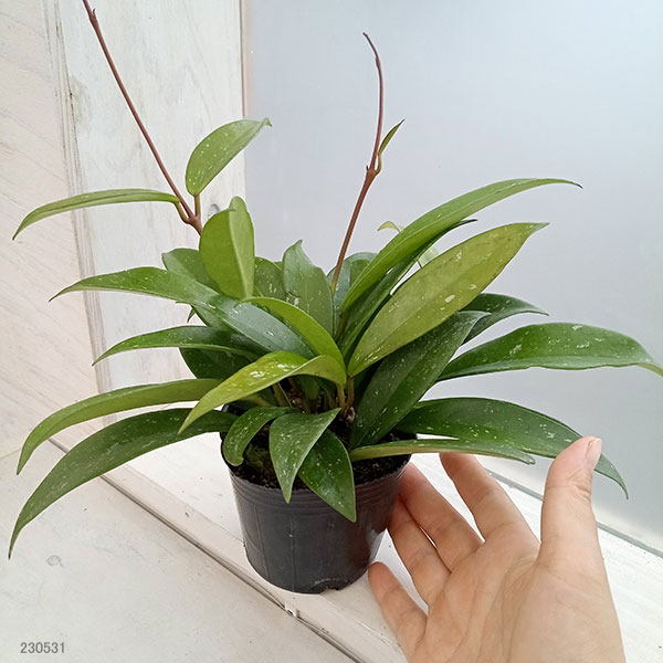 園芸ネット本店｜ホヤ：プビカリクス シルバーピンク3号ポット 2株