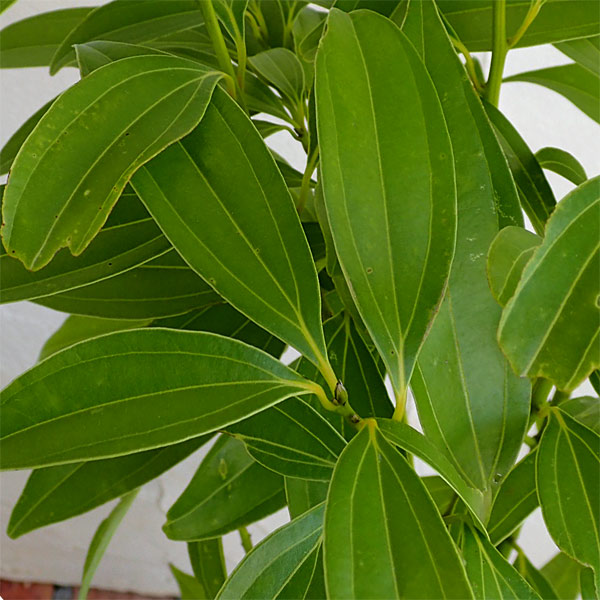 園芸ネット本店｜ニッケイ（肉桂）：本ニッケイ（ニッキ）5号ポット の