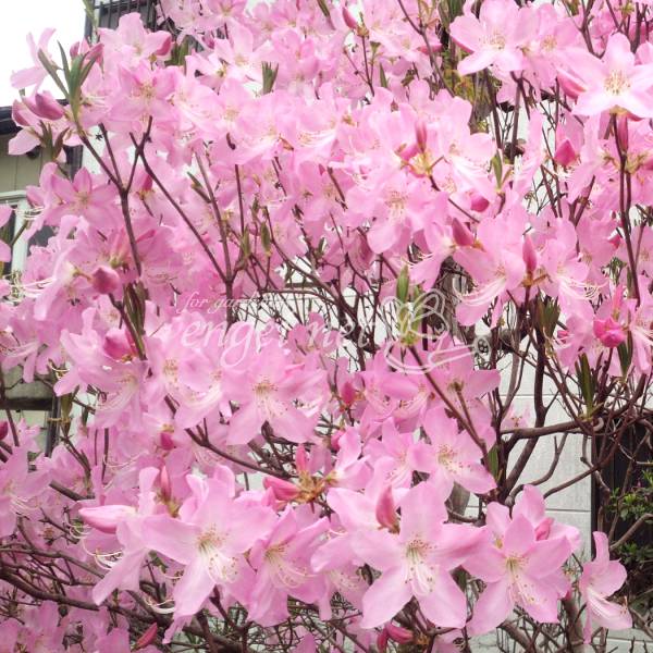 園芸ネット本店｜ツツジ：クロフネツツジ樹高50～60cm根巻きまたは