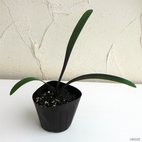 園芸ネット本店｜クンシラン：黄花君子蘭3号ポット の通販【公式】