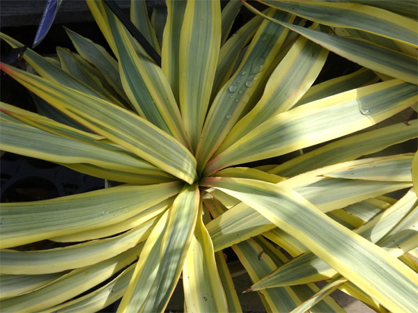 園芸ネット本店｜ユッカ：グロリオサ バリエゲイテッド ブライトスター