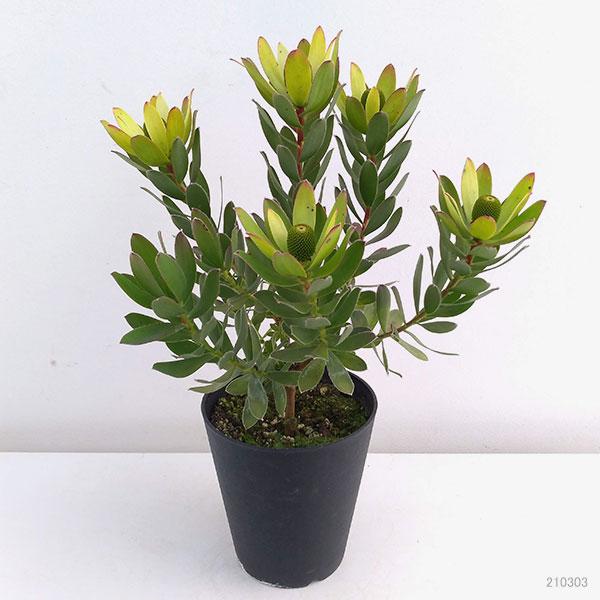 園芸ネット本店｜リューカデンドロン：サマーサン 5号ポット の通販