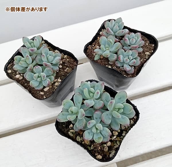 園芸ネット本店｜セダム：コミックトム2.5号ポット の通販【公式】