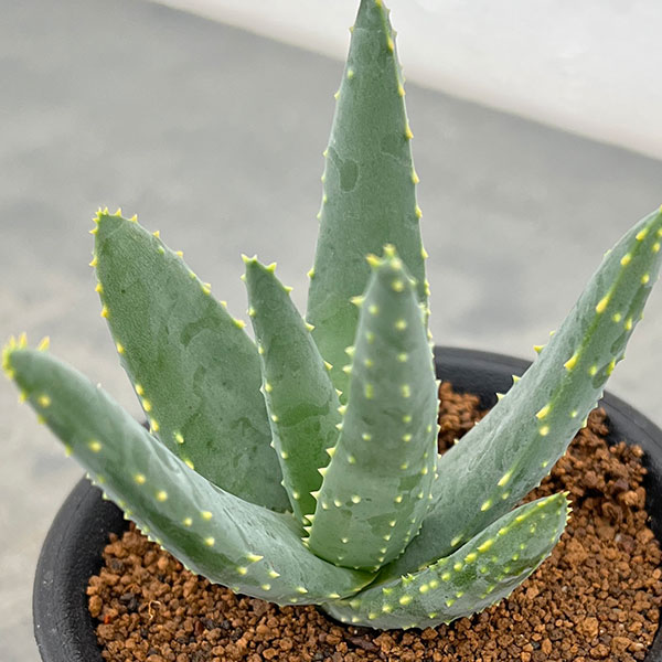 園芸ネット本店｜アロエ：ディコトマ3号ポット の通販【公式】