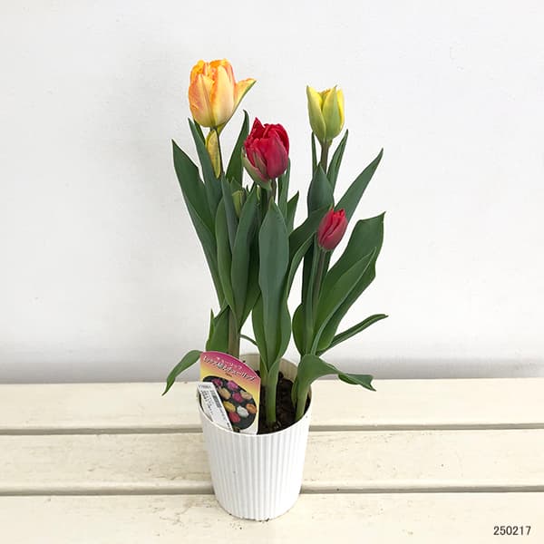 園芸ネット本店｜チューリップ：花色ミックス4号鉢植え（5球入り） の