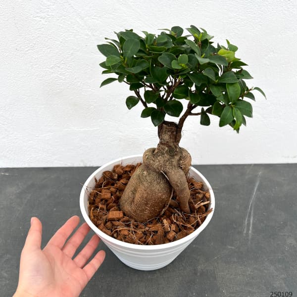 園芸ネット本店｜ガジュマル盆栽仕立て 7号鉢植え の通販【公式】