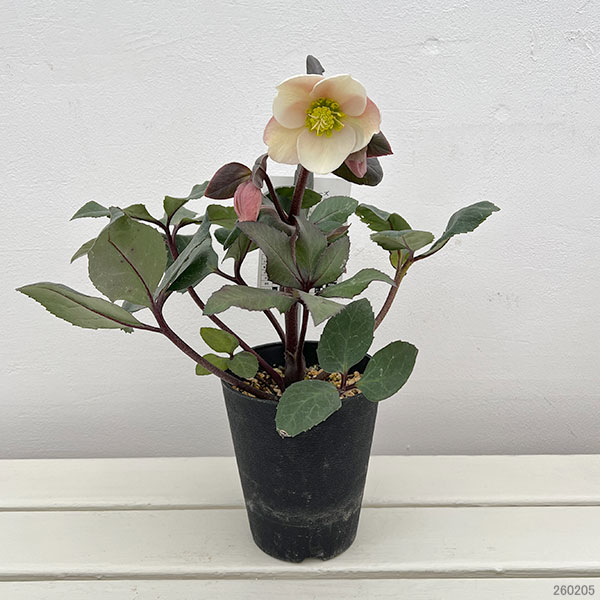園芸ネット本店｜クリスマスローズ（原種交配）：*HGCフロスティー4.5