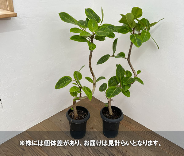園芸ネット本店｜フィカス：アルテシマ（曲げ仕立） 6号鉢植え の通販