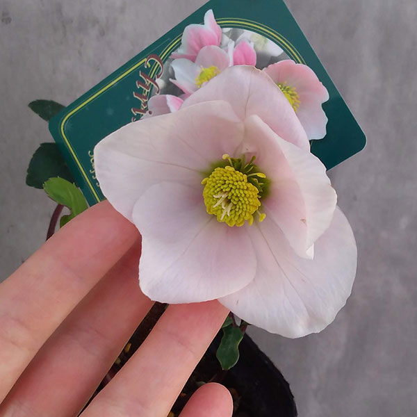 園芸ネット本店｜クリスマスローズ（原種系）：フルール ド ノエル