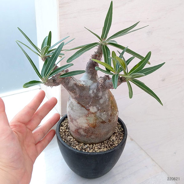 園芸ネット本店｜パキポディウム：グラキリス（発根済み・現地球） 3.5