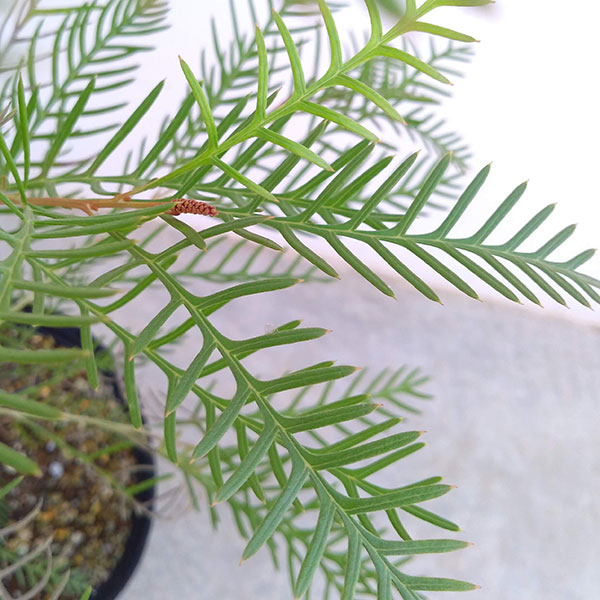 園芸ネット本店｜グレビレア：レッドフックス 7号ポット の通販【公式】