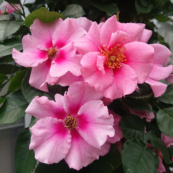 園芸ネット本店｜四季咲中輪バラ：シー ユー イン ピンク大苗 の通販