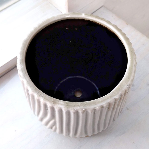 園芸ネット本店｜[ギフトに]パンダガジュマル3.5号 ベージュ色陶器鉢