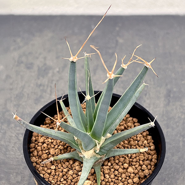 園芸ネット本店｜レウテンベルギア：晃山 2.5号 の通販【公式】