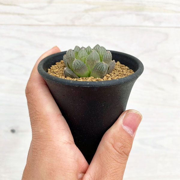 園芸ネット本店｜ハオルチア：紅雫 2.5号 の通販【公式】