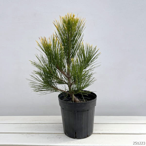 園芸ネット本店｜マツ（松）：黄金黒松（オウゴンクロマツ） 6号硬質