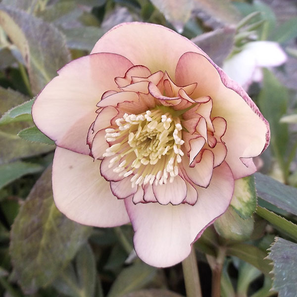 園芸ネット本店｜クリスマスローズ：*アプリコットオーケストラ4.5号