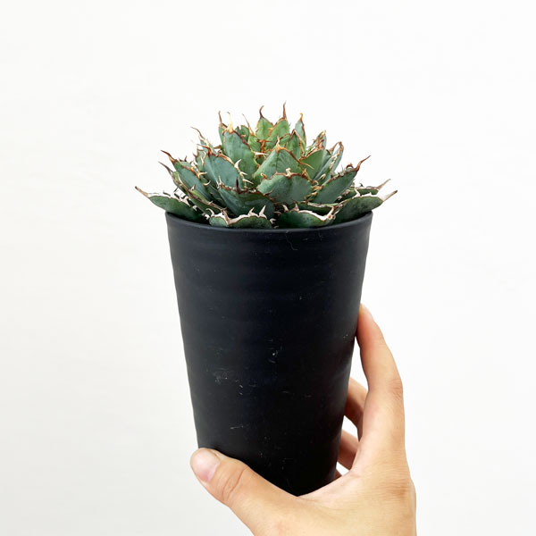 園芸ネット本店｜アガベ：チタノタ フィリグリー 3.5号鉢植え の通販