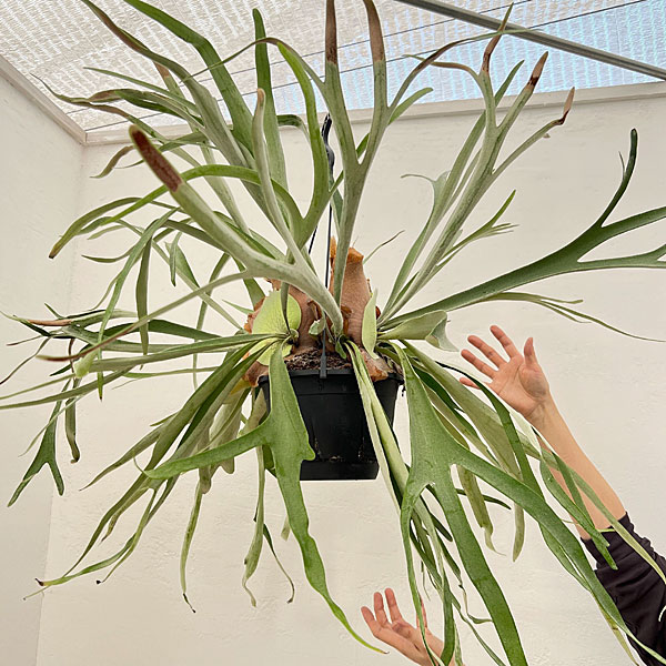 園芸ネット本店｜ビカクシダ（コウモリラン）：ベイチー 7号吊り鉢 の