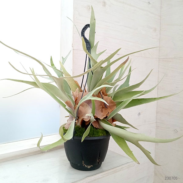 園芸ネット本店｜ビカクシダ（コウモリラン）：ベイチー 7号吊り鉢 の