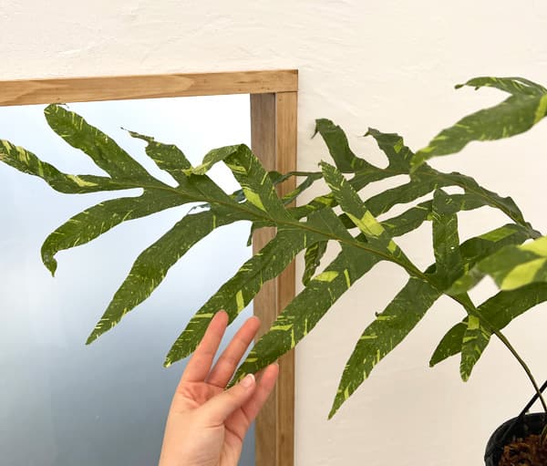 園芸ネット本店｜ドリナリア：クエルシフォリア（斑入り） 8号吊り鉢