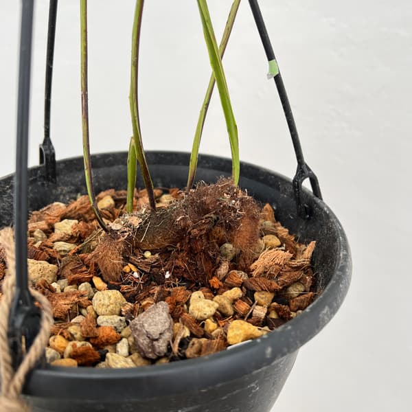 園芸ネット本店｜ドリナリア：クエルシフォリア（斑入り） 8号吊り鉢