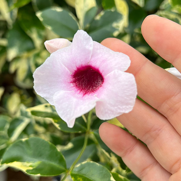 園芸ネット本店｜（わけあり特価）パンドレア：キャリスマ（ピンク