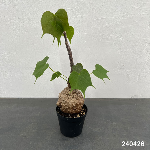 園芸ネット本店｜フィルミアナ：コロラータ 3.5号硬質ポット の通販