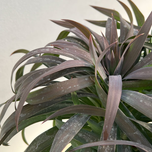 園芸ネット本店｜ユッカ：デスメティアーナ 8号鉢植え25-03 の通販【公式】