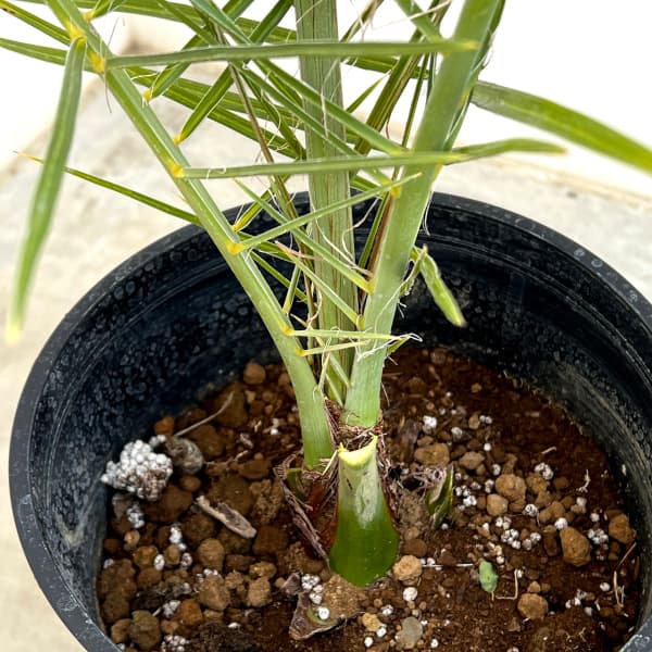 園芸ネット本店｜ヤシの仲間：ナツメヤシ7号ポット の通販【公式】