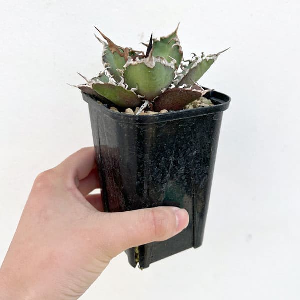 園芸ネット本店｜アガベ：チタノタ シーザー 3.5号ロングポット の通販