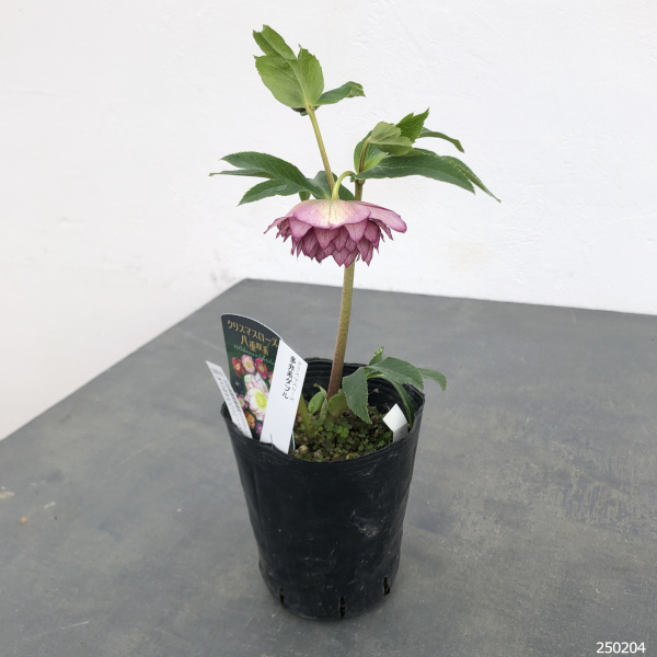 園芸ネット本店｜曽田園芸さんのクリスマスローズ：25-11多弁系ダブル