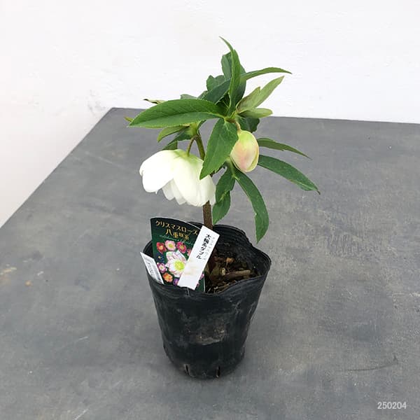 園芸ネット本店｜曽田園芸さんのクリスマスローズ：25-30大輪系ダブル