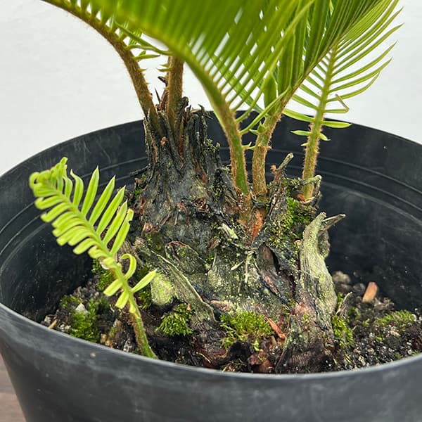 園芸ネット本店｜[ザ・ファームセレクト]ソテツ：黄金ソテツ 5号25-01