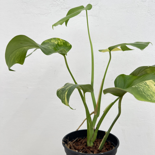 園芸ネット本店｜モンステラ：ボルシギアナオーレア（黄斑） 5号鉢植え