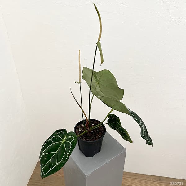 園芸ネット本店｜アンスリウム（原種）：クリスタリナム サウス