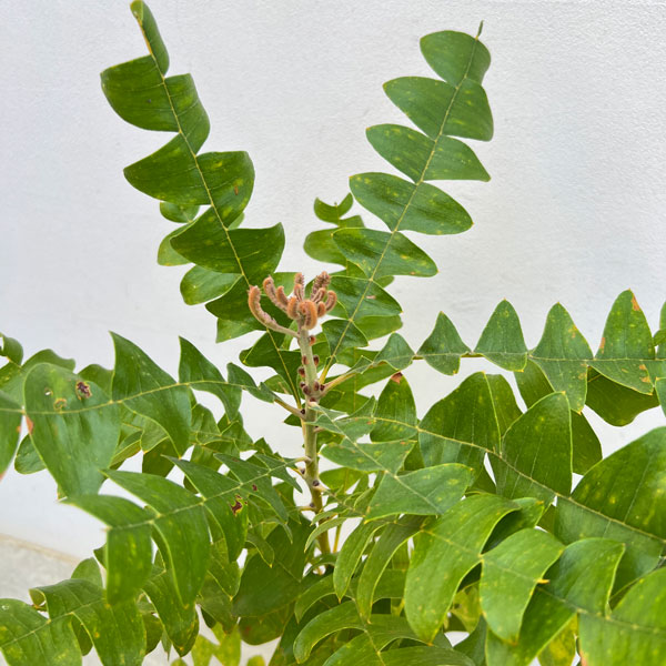 園芸ネット本店｜バンクシア：グランディス 7号ポット* の通販【公式】