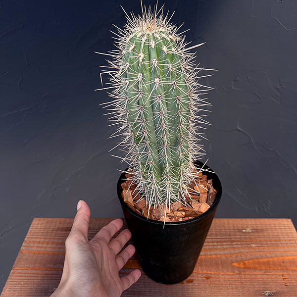 園芸ネット本店｜サボテン：武倫柱（ブリンチュブウ）5号鉢植え の通販