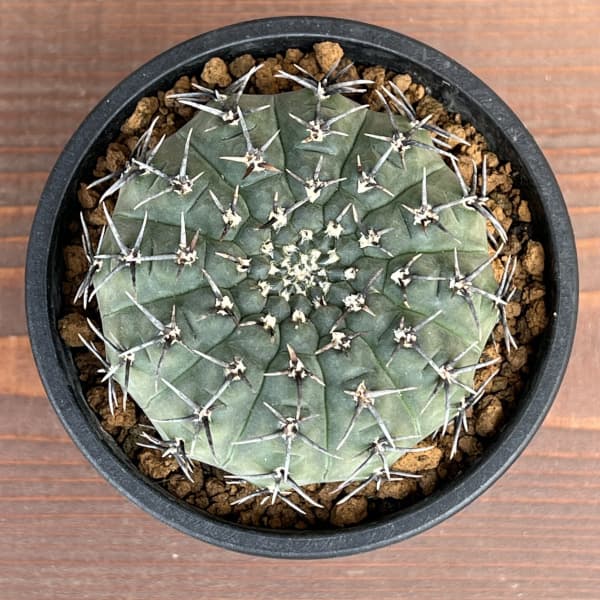 園芸ネット本店｜サボテン：ギムノカリキウム 黒刺鳳頭（クロトゲ